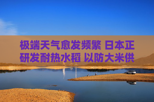 极端天气愈发频繁 日本正研发耐热水稻 以防大米供应短缺